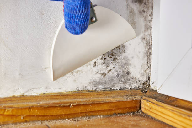 Best Basement Mold Removal  in Selma, AL