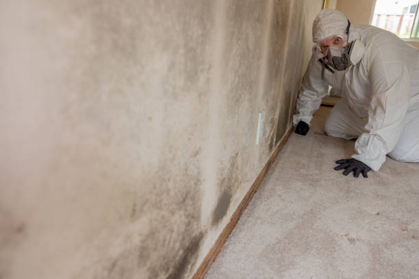 Professional Mold Removal in Selma, AL